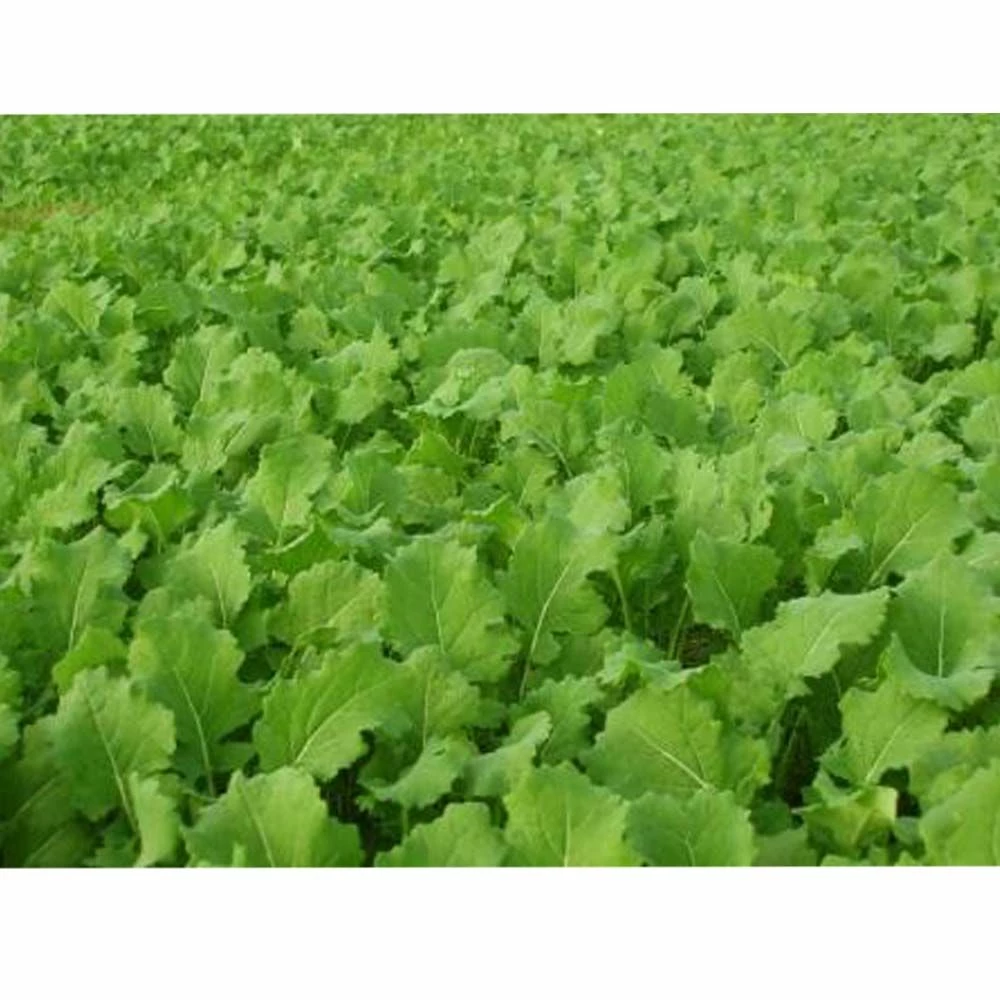 Wholesale ๐ Whitetail Institute Imperial Whitetail Tall Tine Tubers ๐ 2 Wholesale ๐ Whitetail Institute Imperial Whitetail Tall Tine Tubers ๐ - Image 2