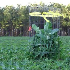 Cheapest 😍 Whitetail Institute Imperial Whitetail Winter-Greens ❤️ -Cheap Hunting & Fishing Store 0024088 3