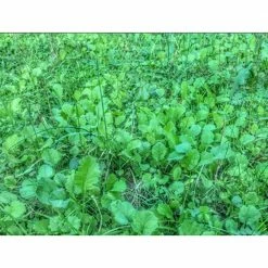 Hot Sale 🤩 Big Tine Buck Brunch No Till 4 Lb. 🔥 -Cheap Hunting & Fishing Store 0024095 4