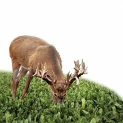 Flash Sale 🔥 Antler King Sugar Beets Food Plot Seeds 1 Lb. 🌟 -Cheap Hunting & Fishing Store 0024286 2