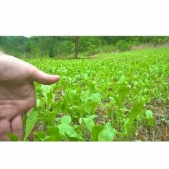 Flash Sale ✔️ Antler King Chicory Food Plot Seeds 1 Lb. 🔔 -Cheap Hunting & Fishing Store 0024291 2