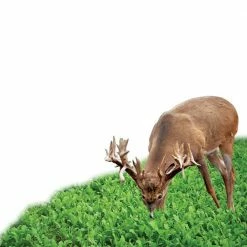 Flash Sale ✔️ Antler King Chicory Food Plot Seeds 1 Lb. 🔔 -Cheap Hunting & Fishing Store 0024291 4