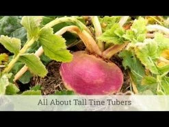 Wholesale ๐ Whitetail Institute Imperial Whitetail Tall Tine Tubers ๐ 5 Wholesale ๐ Whitetail Institute Imperial Whitetail Tall Tine Tubers ๐ -Cheap Hunting & Fishing Store hqdefault 2 10