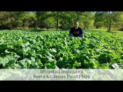 Best Pirce 💯 Whitetail Institute Imperial Whitetail Beets & Greens 😉 -Cheap Hunting & Fishing Store hqdefault 2 8